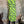Load image into Gallery viewer, ACD544 3/4 Slv Smash Dress-Lime Ginko
